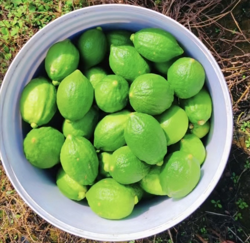 香水柠檬