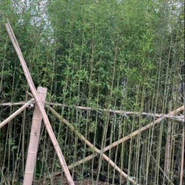 刚竹