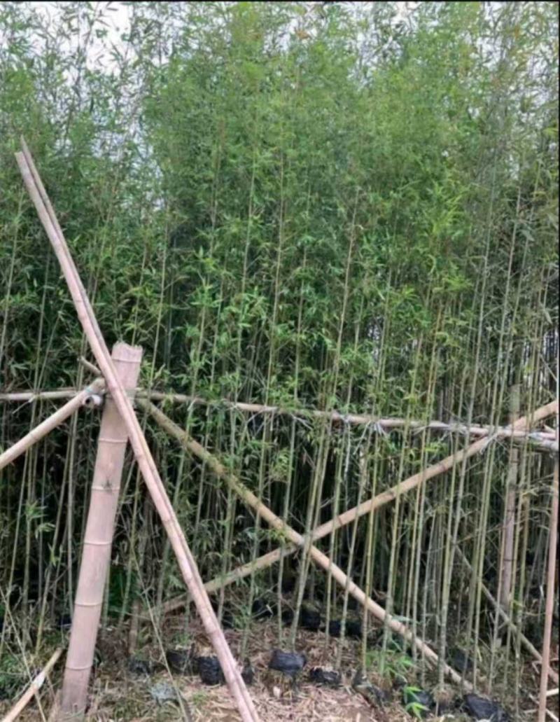 刚竹