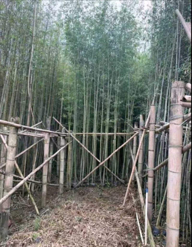 刚竹