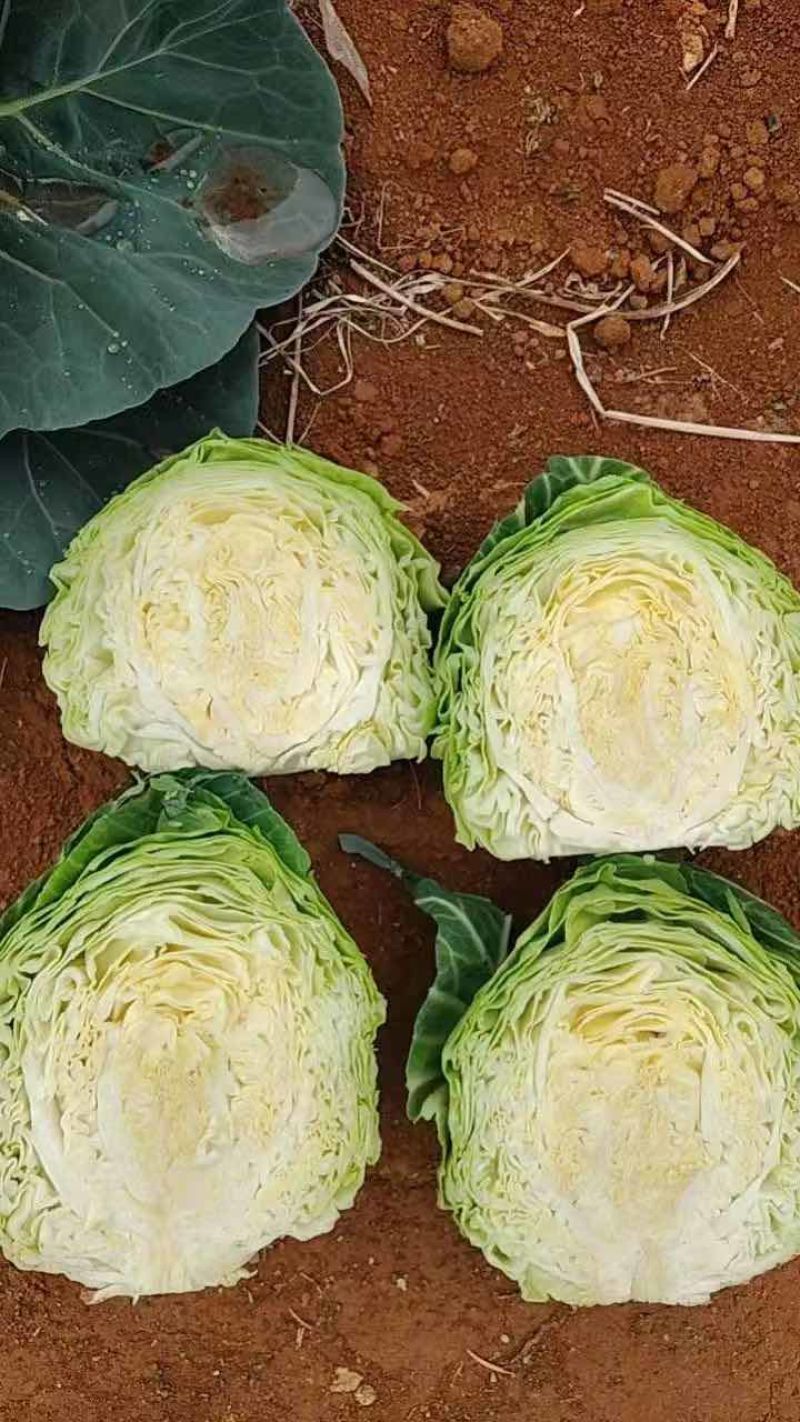 新鲜包菜，产地直供！个头饱满，营养丰富！