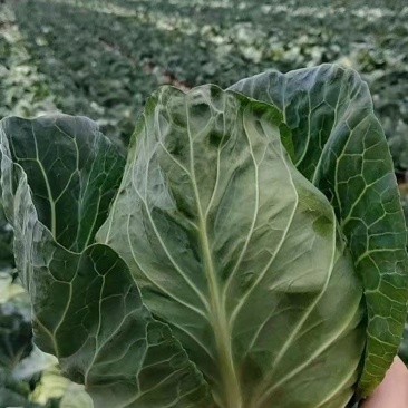 新鲜包菜，产地直供！个头饱满，营养丰富！