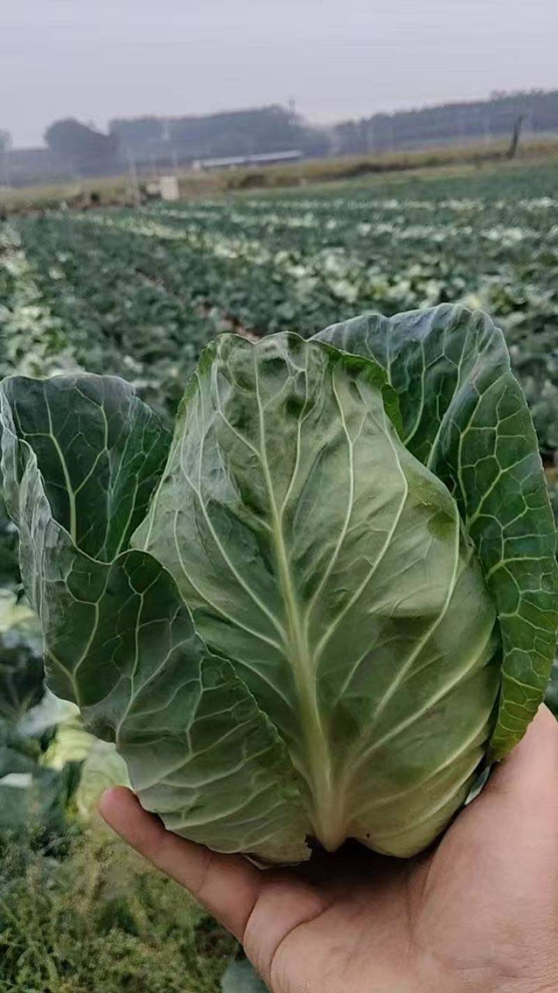 新鲜包菜，产地直供！个头饱满，营养丰富！