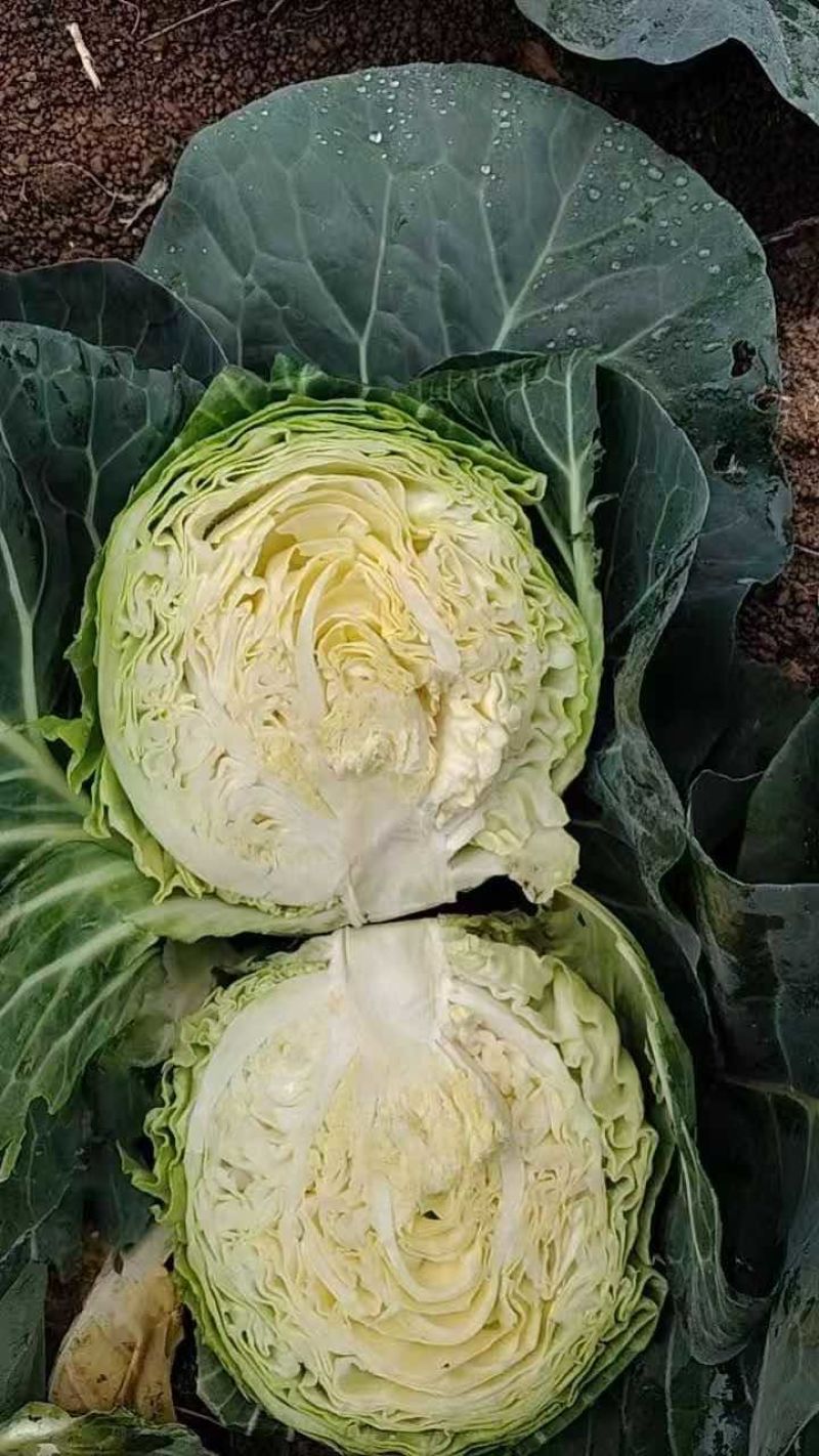 新鲜包菜，产地直供！个头饱满，营养丰富！