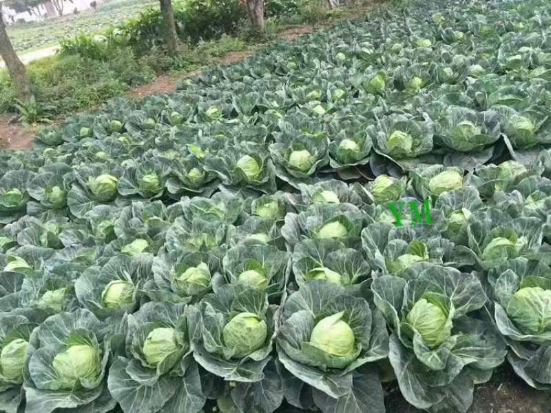 新鲜包菜，产地直供！个头饱满，营养丰富！