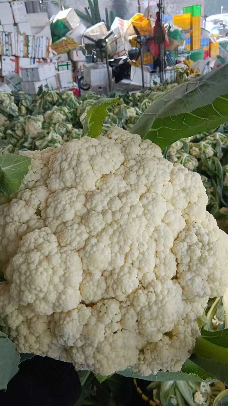 产地直供白菜花，鲜采现发