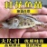 鳜鱼苗桂鱼桂花鱼苗