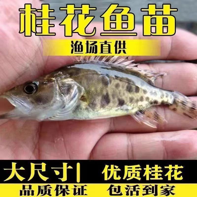 鳜鱼苗桂鱼桂花鱼苗
