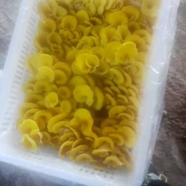 新鲜鸡油菌