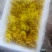 新鲜鸡油菌