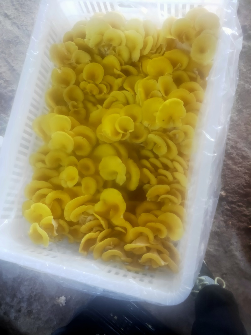新鲜鸡油菌