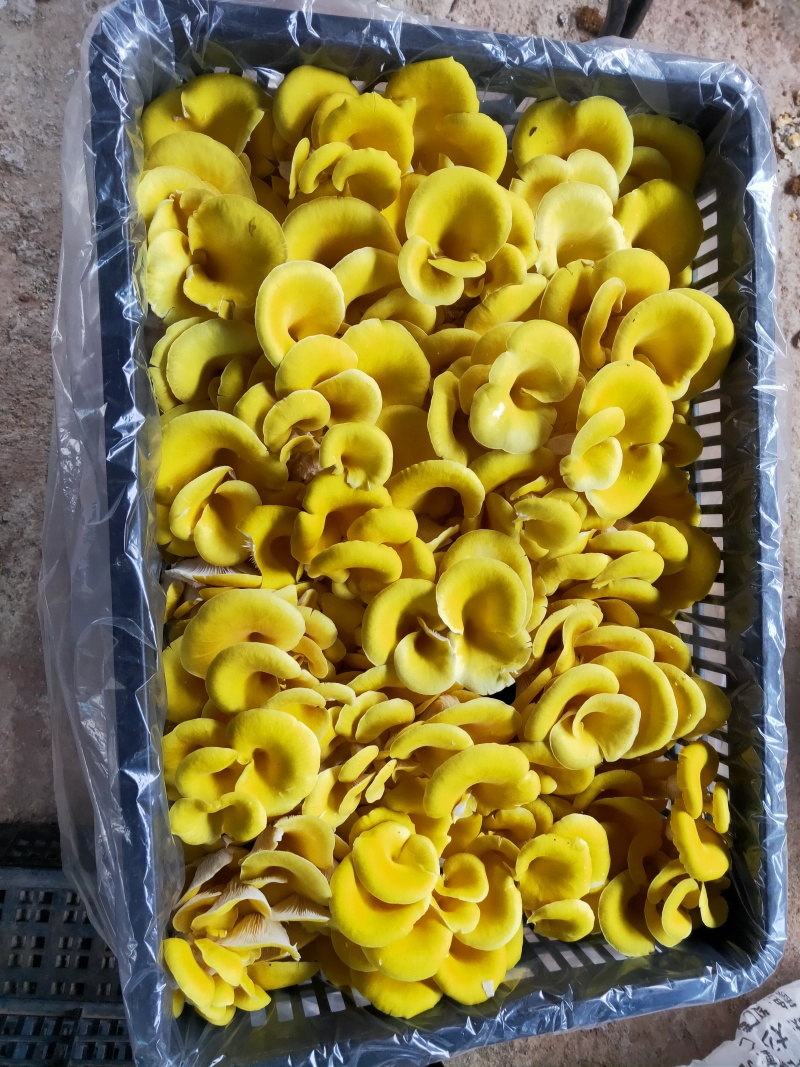 新鲜鸡油菌