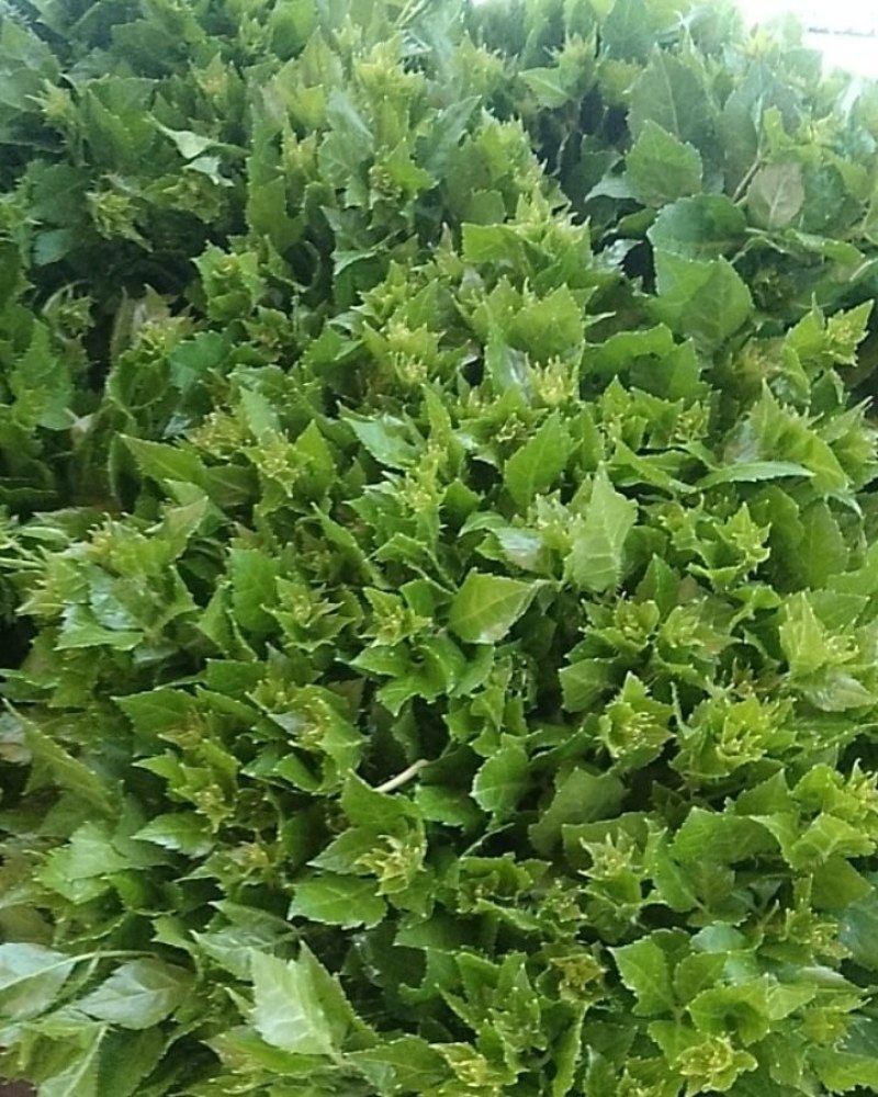 簕菜