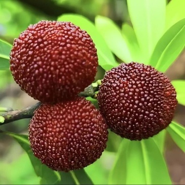 百丈杨梅