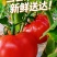 青铜峡普罗旺斯西红柿