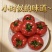 青铜峡普罗旺斯西红柿