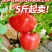 青铜峡普罗旺斯西红柿