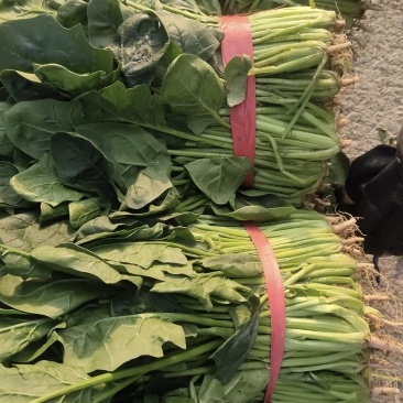 菠菜有大量长期出售，小白菜。黑叶白