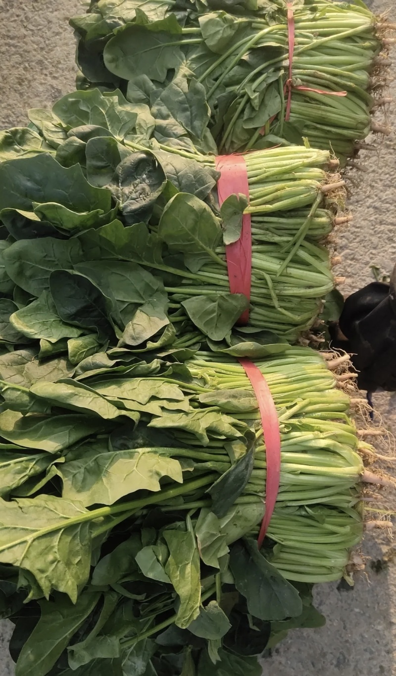 菠菜有大量长期出售，小白菜。黑叶白