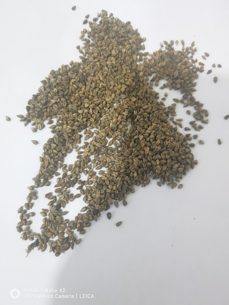 苦荞