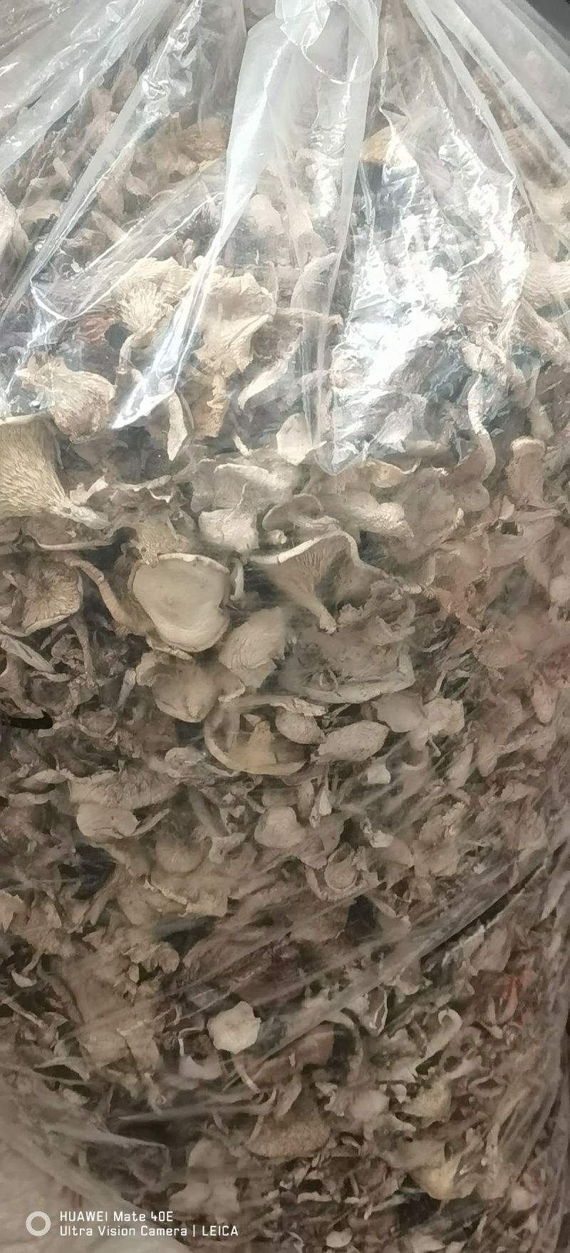 高海拔纯野生山蘑