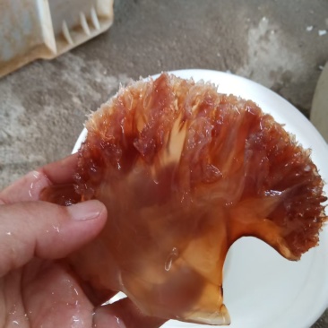 海蜇批发