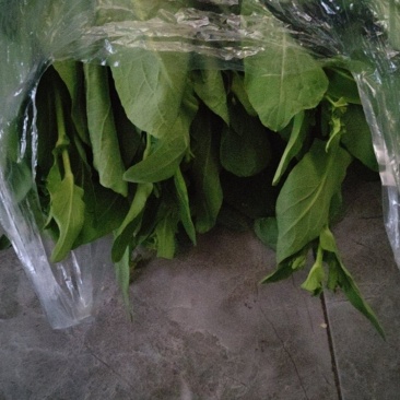 菜苔