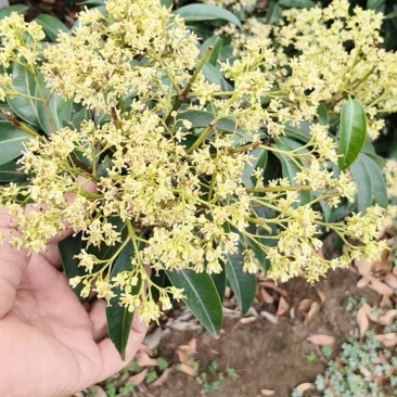 火山荔枝王