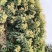 火山荔枝王