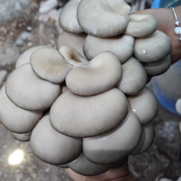 平菇