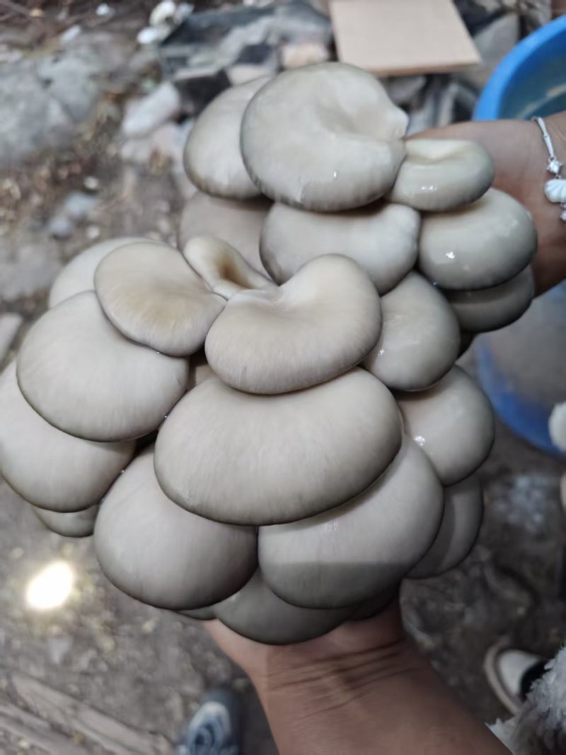 平菇