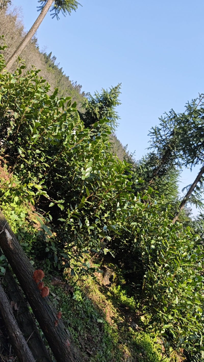 茶叶