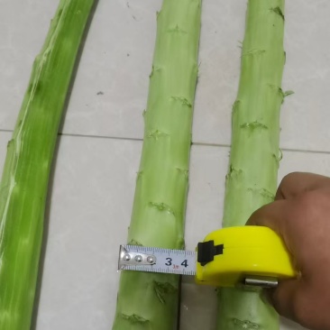 云南贡菜