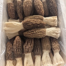 鲜羊肚菌