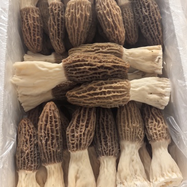 鲜羊肚菌