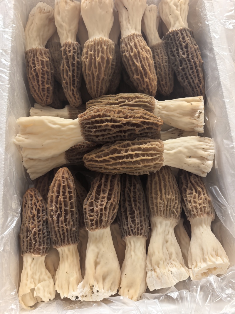鲜羊肚菌