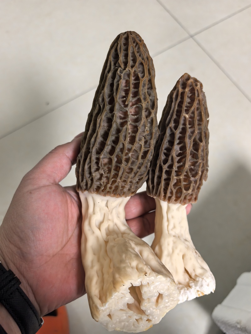 鲜羊肚菌