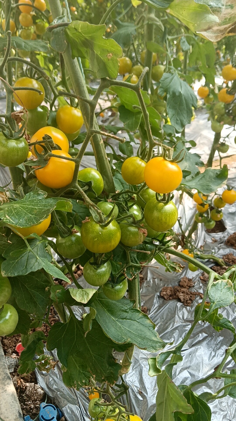 铁皮草莓西红柿迷恋
