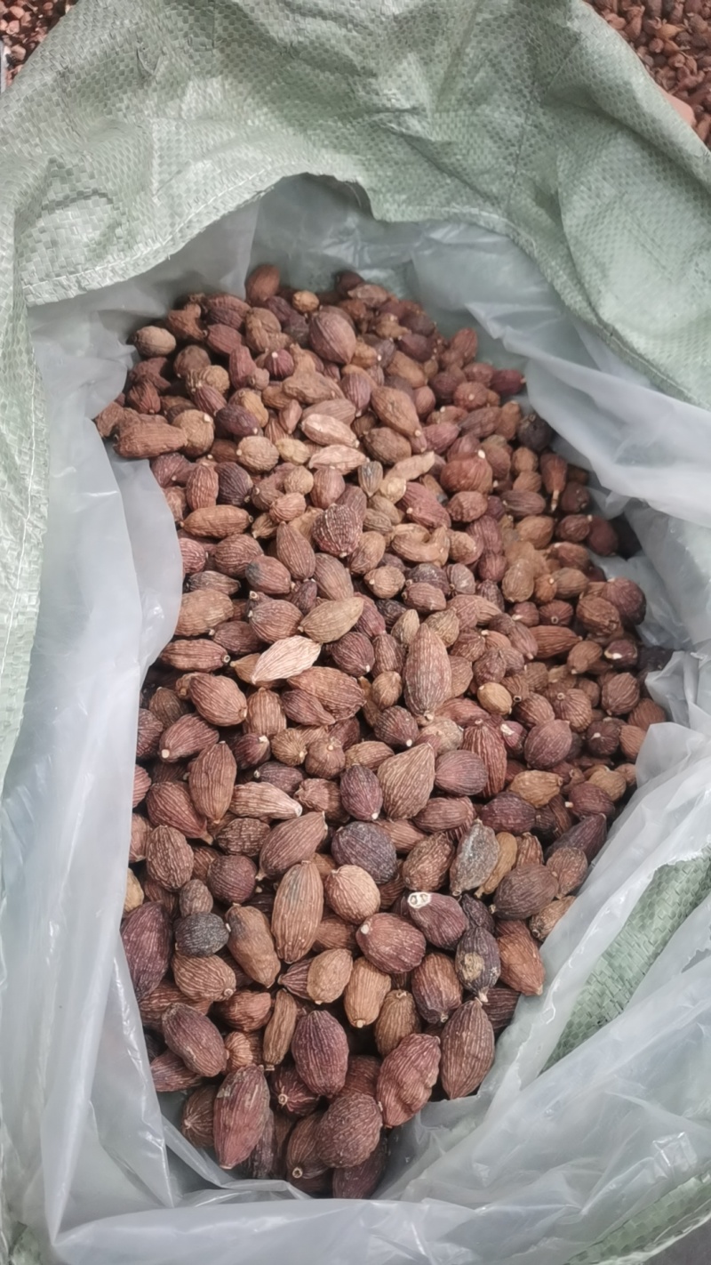 草果大量现货云南草果越南草果