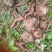 白魔芋商品魔芋（20～500克）白魔芋一代种
