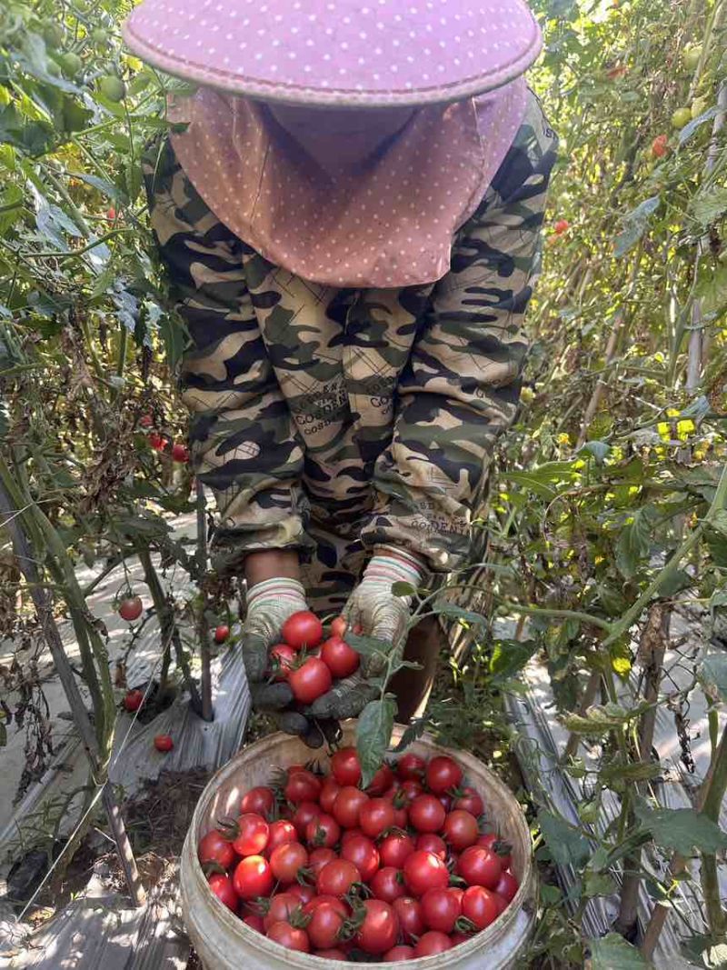 四川攀枝花迷彩小番茄，千禧小番茄，贝贝小番茄