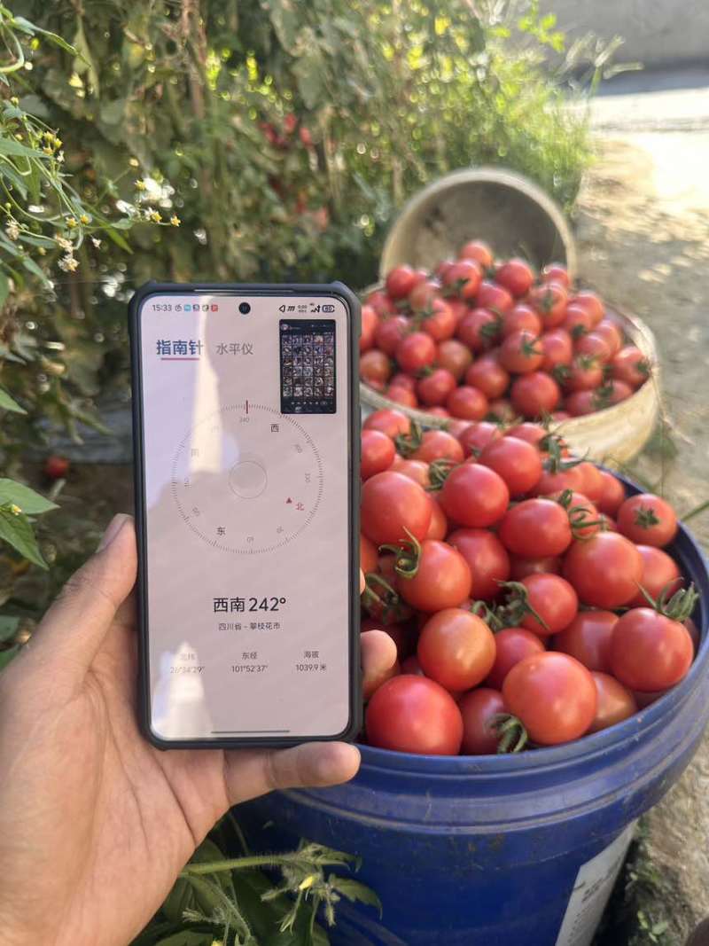 四川攀枝花迷彩小番茄，千禧小番茄，贝贝小番茄