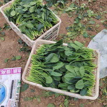 大棚直立大叶菠菜，20----25公分