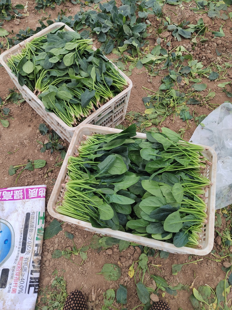 大棚直立大叶菠菜，20----25公分