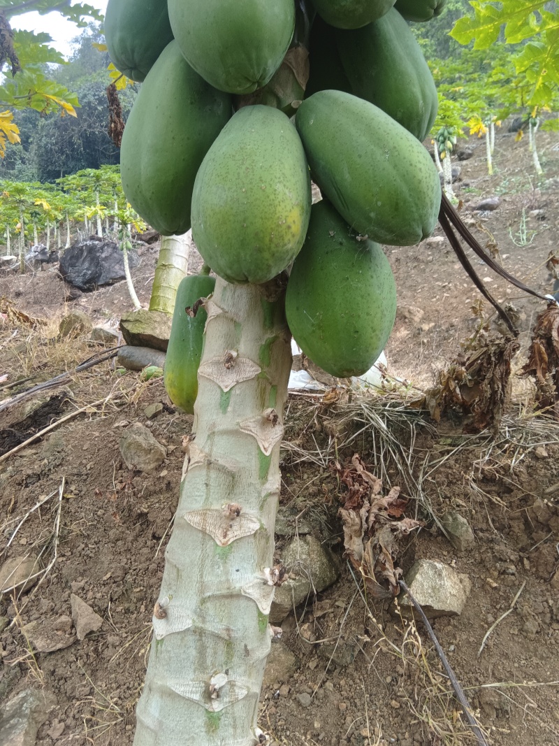 大青木瓜