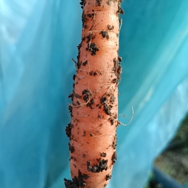 胡萝卜🥕🥕