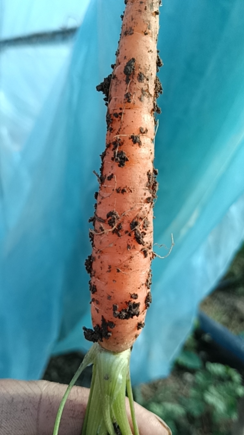 胡萝卜🥕🥕