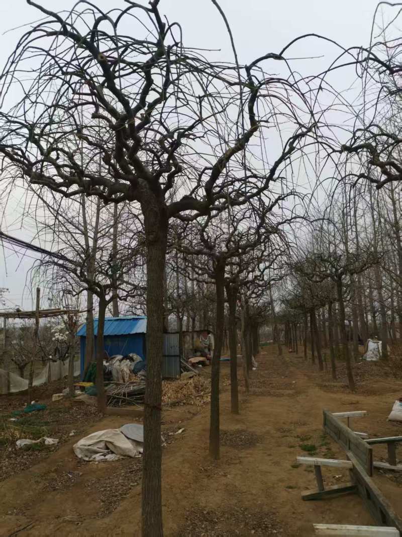 龙爪槐高干