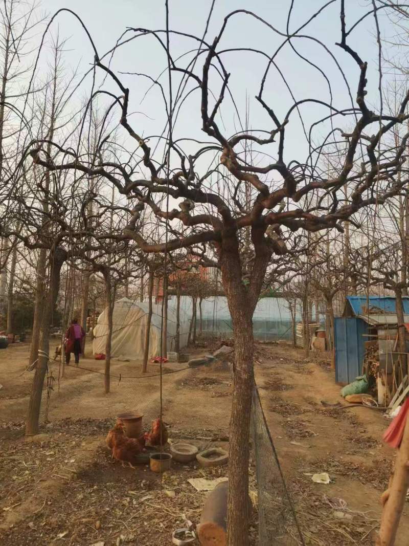 龙爪槐高干