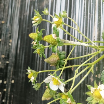 草莓